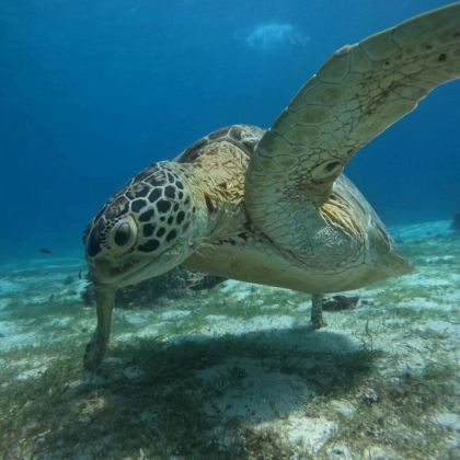 菲律宾薄荷岛7日5晚跟团游
