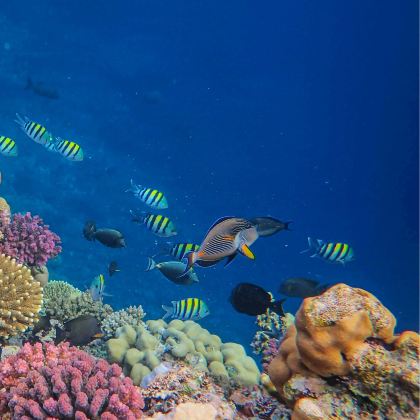 龙目岛+吉利群岛+科莫多5日4晚私家团