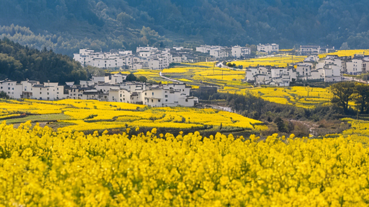 黃山市+4
