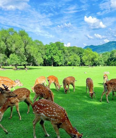 6日5晚 • 龍江山水連線 ·  夏秋精選 ·  穿行冰城奔赴五大連池與伊春 ·  探祕火山奇景 ·  沉醉湖光水色 ·   邂逅林間小鹿