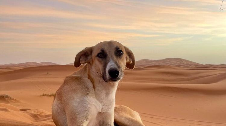 3D2N · Group Tours · LET'S GO Tour MARRAKECH to DESERT TO FES 3 Days