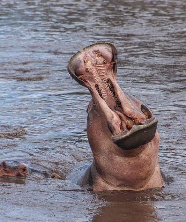 3D2N • 3 Day Safari from Arusha: Serengeti and Ngorongoro