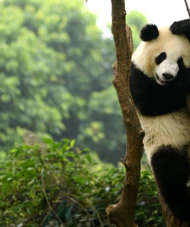 14D13N • Traditional China and Chengdu