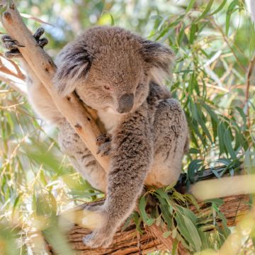 澳大利亚悉尼+凯恩斯+黄金海岸+新西兰奥克兰+罗托鲁瓦+基督城+皇后镇15日12晚跟团游