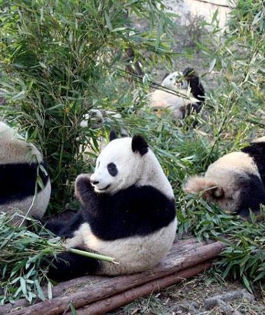 10D9N • 10-Day China Tour to Beijing, Xian, Chengdu and Shanghai