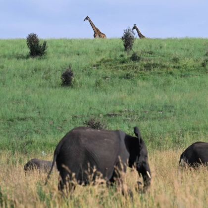 肯尼亚+坦桑尼亚13日12晚跟团游