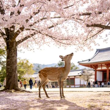日本大阪+奈良市+京都6日5晚私家团