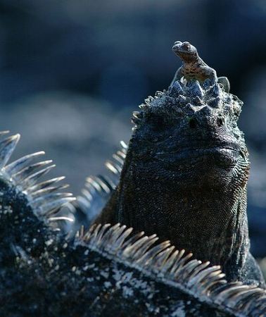 8D7N • 8 Day Galapagos Island Hopping Tour Isabela and Snorkeling