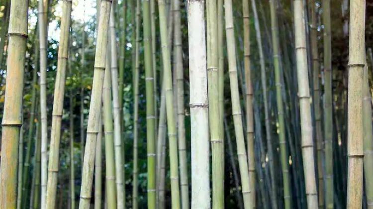7-Day Japan: Osaka, Kyoto, Mount Fuji & Tokyo