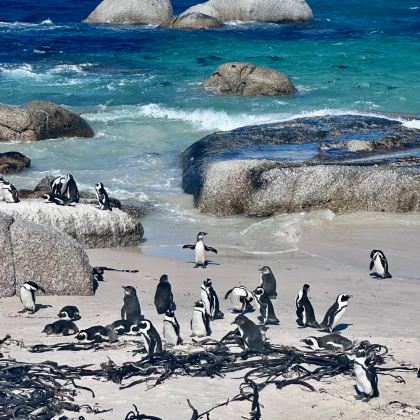 南非开普敦+好望堡+维多利亚港+好望角+约翰内斯堡+匹林斯堡国家公园9日7晚私家团