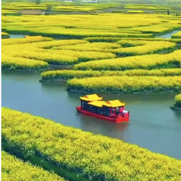 江苏泰州泰州老街+凤城河望海楼+凤城河画舫游船+千垛景区+李中水上森林公园2日1晚私家团