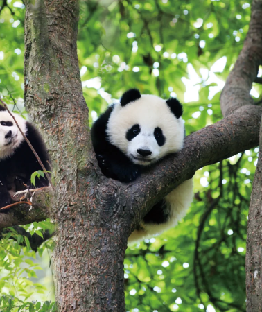3D2N•Enjoy a Holiday in Sichuan: Enjoy Downtown Citywalks, and Connect Multiple Attractions With High-End Customized Travel +Complimentary SIM & adapter on inquiry
