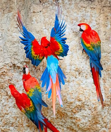 4D • Manu National Park