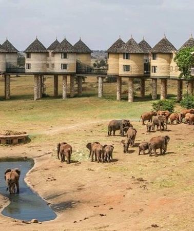 2D1N • 2 Days Taita Hills Game Sanctuary Saltlick Lodge