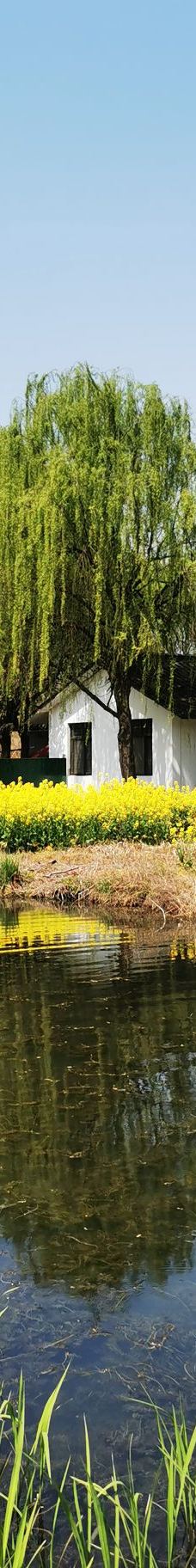 溱湖国家湿地公园-泰州