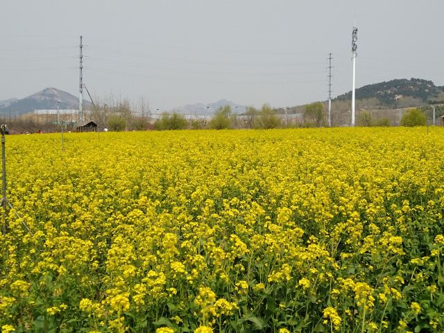 青岛西海岸生态观光园旅行图片 1