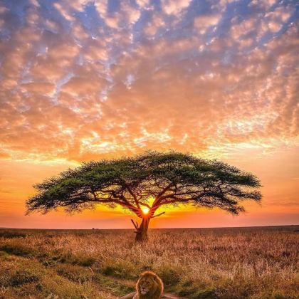 坦桑尼亚+塞伦盖蒂国家公园+桑给巴尔岛+桑给巴尔石头城9日8晚私家团