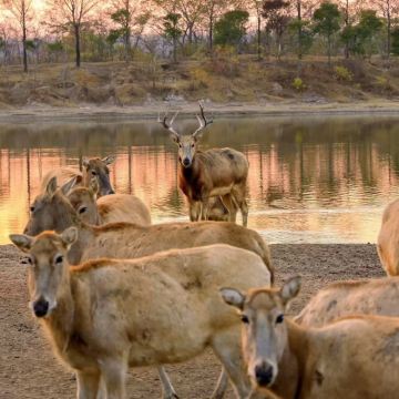 盐城中华麋鹿园+梅花湾+梦幻迷宫3日2晚自由行