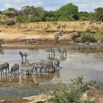 坦桑尼亚+塔兰吉雷国家公园+塞伦盖蒂国家公园8日7晚私家团