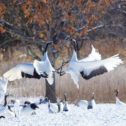 日本北海道札幌+网走+占冠村+带广+钏路8日7晚拼小团