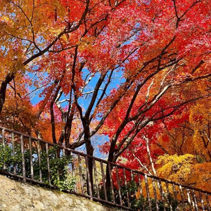 神户+直岛町+高松+鸟取县6日5晚私家团