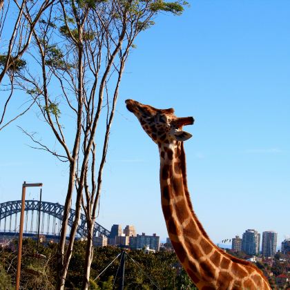 澳大利亚悉尼10日7晚私家团