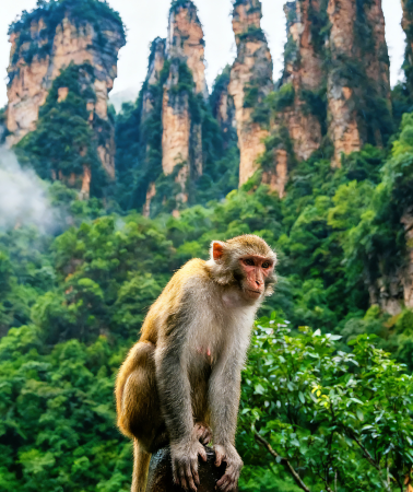 5D4N • Zhangjiajie National Forest Park, Tianmen Mountain,  Glass Bridge, Phoenix Ancient City,  Zhangjiajie High-Speed Railway 1-hour to Fenghuang Ancient City