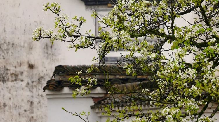 4-day 3-night · Private Tour · JiangxiVagoo Scenic Area + Mount Sanqing + Jingdezhen + Wuyuan Huangling