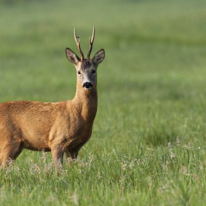 哈尔滨+伊春+五大连池市6日5晚跟团游