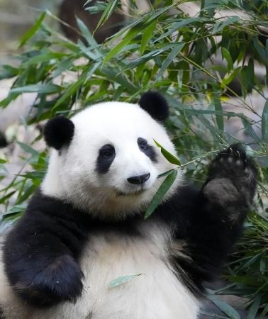 10D9N•Chengdu + Chongqing + Jiuzhaigou + Huanglong National Scenic Area + Emeishan City + Leshan