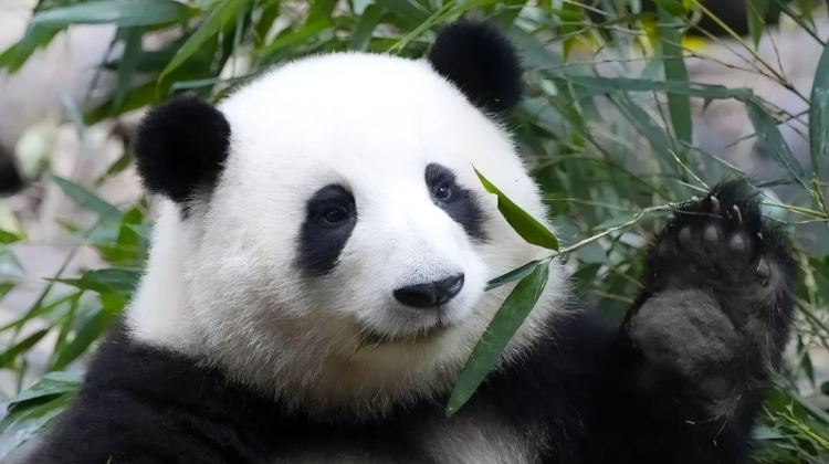 10D9N · Private Tours · Chengdu + Chongqing + Jiuzhaigou + Huanglong National Scenic Area + Emeishan City + Leshan