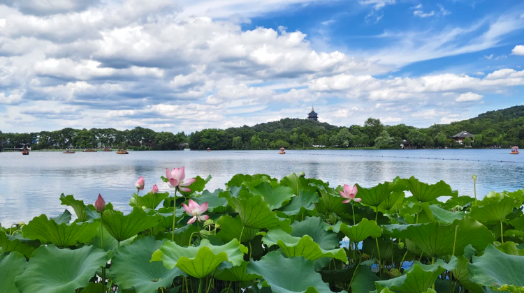 2-Day China + Hangzhou + West Lake + Lingyin Temple + Longjing Village·  