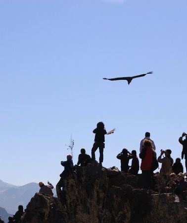 2D1N • 2-Day Colca Canyon, Vicuna Reserve and Condors from Arequipa