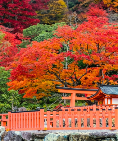 6 วัน 3 คืน • OSAKA KYOTO NARA HIMEJI ชมใบไม้เปลี่ยนสี 4 เมืองใหญ่ สายการบินไทยแอร์เอเชีย เอ็กซ์ (XJ)
