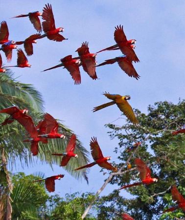 3D2N • Puerto Maldonado: Chuncho Macaw Clay Lick & Kayak Tour