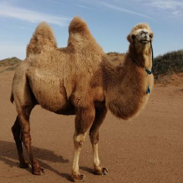 银川+中卫4日3晚拼小团