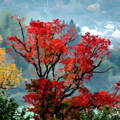 黄山+塔川古树林+齐云山景区+徽州古城+宏村景区5日4晚私家团