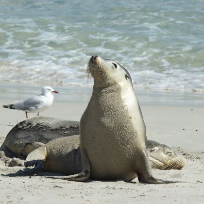 澳大利亚阿德莱德7日6晚私家团