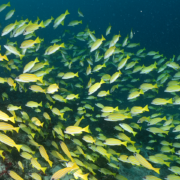 马尔代夫甘格西岛7日5晚自由行