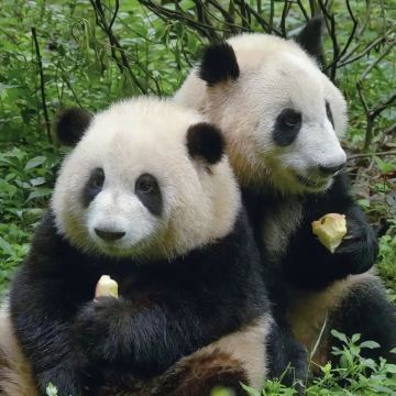 成都6日5晚自由行