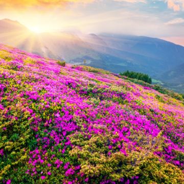 贵州贵阳+黄果树景区+荔波+西江千户苗寨+镇远县+梵净山7日6晚私家团