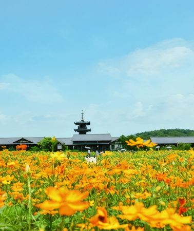 5D4N • Shanghai + Suzhou + Hangzhou + Wuxi + Nanjing + Wuzhen - Gold tour guide