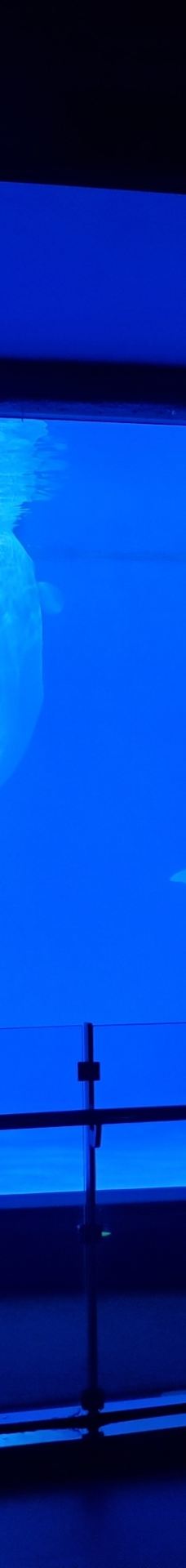 淮安-Elephant+Redwine