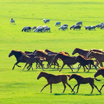 内蒙古呼和浩特+辉腾锡勒草原+响沙湾5日4晚私家团