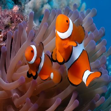 泰国曼谷+芭堤雅+普吉岛+清迈15日14晚拼小团