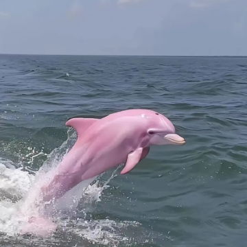 广西南宁+德天瀑布+明仕田园+伏那秘境+白头叶猴生态旅游区+三娘湾5日4晚私家团