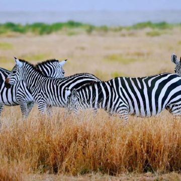 南非花园大道7日6晚跟团游