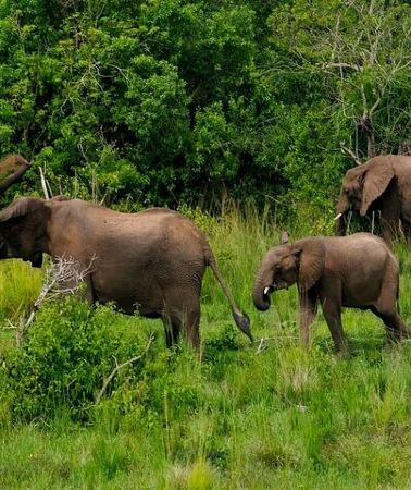 13D12N • 13 Day Uganda Safari with Gorillas, Chimps & Tree climbing lions