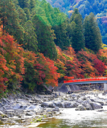 6 วัน 4 คืน • TOKYO OSAKA OBARA KORANKEI AUTUMN โดยสายการบินไทย [TG]