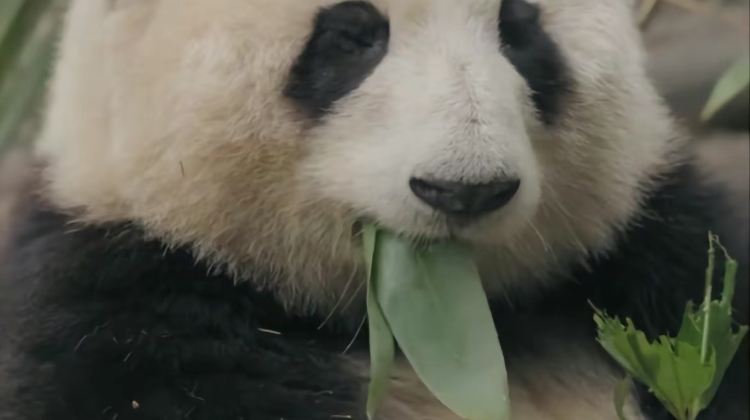 6D5N · Group Tours · Chengdu + Emeishan City + Leshan + Dujiangyan + Mount Qingcheng + Sanxingdui Museum +Professional tour guide accompanies throughout the trip with in-depth commentary.